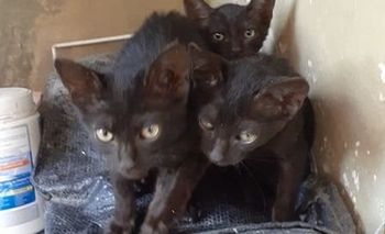 Imagen de la nota: Abandonaron a dos gatas y les buscan un hogar