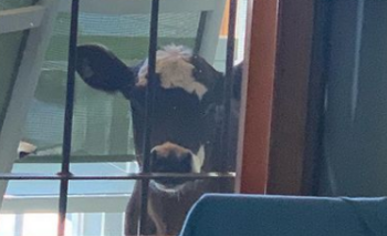 Imagen de la nota: La pequeña vaca de Olavarría que es furor en las redes sociales