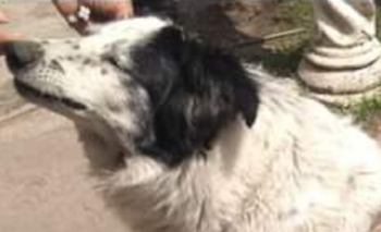 Imagen de la nota: Desesperada búsqueda de una perrita en el barrio Jardín