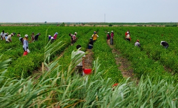 Procesan una empresa de Tandil por trata laboral Imagen de la nota: Procesan una empresa de Tandil por trata laboral