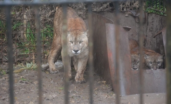 Imagen de la nota: Allanan un campo y hallan un zoológico ilegal