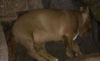 Imagen de la nota: Buscan dos perros perdidos