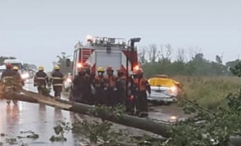 Imagen de la nota: Un árbol aplastó a un auto en la ruta y mató a una nena