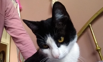 Imagen de la nota: Ofrecen recompensa por un gato perdido