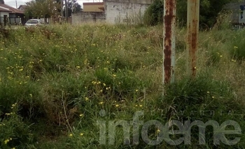 Imagen de la nota: Reclaman por un baldío lleno de mosquitos 