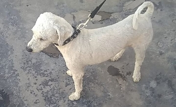Mascotas perdidas: buscan una perra y los dueños de otro Imagen de la nota: Mascotas perdidas: buscan una perra y los dueños de otro