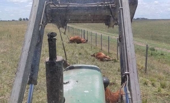 Imagen de la nota: Cayó un rayo en La Madrid y mató varios animales