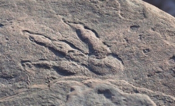 Imagen de la nota: Nena descubrió una huella de dinosaurio de 220 millones de años