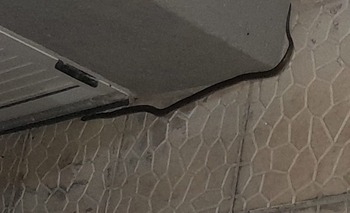 Imagen de la nota: Preocupación: pastizales y serpientes en las casas