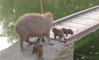 Nacieron carpinchos en el Bioparque La Máxima Imagen de la nota: Nacieron carpinchos en el Bioparque La Máxima