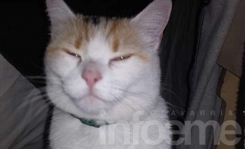 Imagen de la nota: Mascota perdida: buscan a Micha