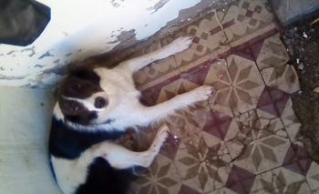 Imagen de la nota: Buscan a la familia de una perra que apareció en un campo