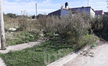 Imagen de la nota: “Tiran animales muertos y el olor es insoportable”