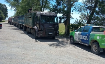 Imagen de la nota: Trasladaba vacas y fue aprehendido 