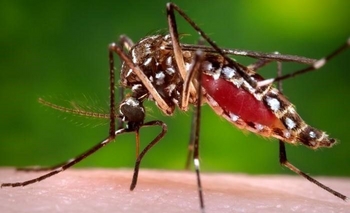 Imagen de la nota: Bloquean un barrio por un posible contagio de dengue