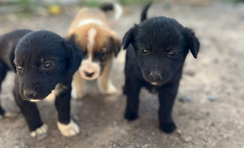 Imagen de la nota: Los tiraron en la ruta y piden ayuda para encontrarles una familia