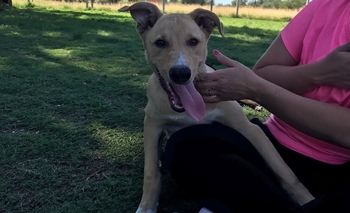 Lo adoptaron, pero lo devolvieron porque rompía y jugaba “bruto” Imagen de la nota: Lo adoptaron, pero lo devolvieron porque rompía y jugaba “bruto”