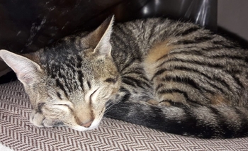 Imagen de la nota: Maltrato animal: ¿otro ataque del asesino de gatos?  