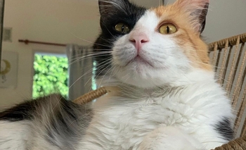 Imagen de la nota: Se perdió Luna, una gatita muda y muy asustadiza