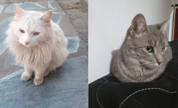 Imagen de la nota: Pueblo Nuevo: se busca a Memé y Ninja