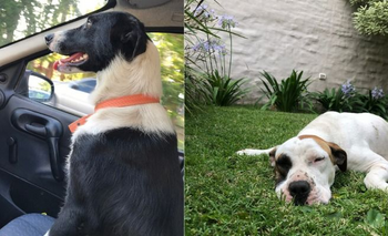 Yin y Mora, dos perritas que buscan una familia Imagen de la nota: Yin y Mora, dos perritas que buscan una familia