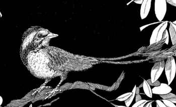 Imagen de la nota: Hallan restos de una especie de ave que convivió con dinosaurios 