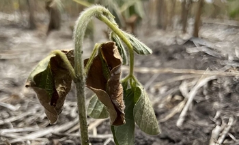 Imagen de la nota: Estiman que se perdió casi la mitad de la soja 
