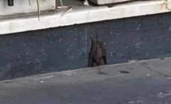 Imagen de la nota: Nuevo bloqueo por un murciélago con rabia