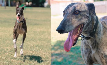 Súmate a la búsqueda de un hogar para Chispi y Tigra  Imagen de la nota:  Súmate a la búsqueda de un hogar para Chispi y Tigra