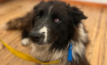 Imagen de la nota: Buscan a Tuerto: “Tiene la pata y la cadera fracturada”