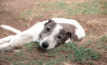 Imagen de la nota: Lexi tiene problemas en la piel y necesita un hogar urgente