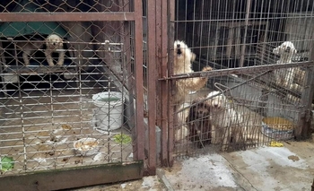 Imagen de la nota: Adrogué: rescatan 600 animales de un criadero clandestino