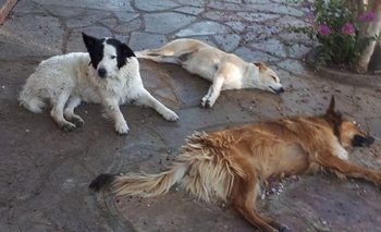 Final feliz para Pirata, Tomy y Marrón: vivirán en Sierras Bayas Imagen de la nota: Final feliz para Pirata, Tomy y Marrón: vivirán en Sierras Bayas