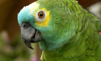 Imagen de la nota: Una familia adoptó un loro y les contagió una bacteria: hay cuatro internados y uno está grave