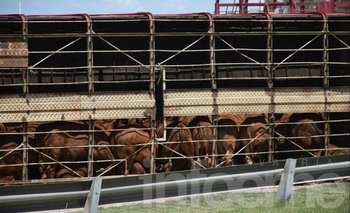 Imagen de la nota: Así liberaron los Bomberos a los animales del vuelco