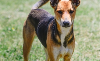 Imagen de la nota: Colapinto busca una familia que lo adopte