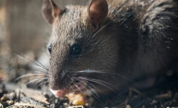 Imagen de la nota: Una persona falleció por hantavirus en Arrecifes y ya son cinco las víctimas en PBA