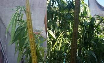 Secuestran marihuana en barrio La Loma Imagen de la nota: Secuestran marihuana en barrio La Loma