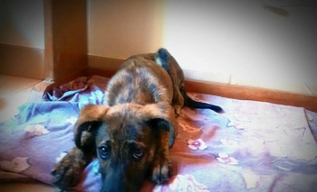 Imagen de la nota: La rescataron en plena avenida, busca un hogar