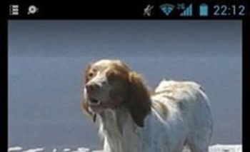 Imagen de la nota: Se perdió un Bretón en la zona del Salto de Piedra