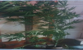 Secuestran marihuana en Hinojo Imagen de la nota: Secuestran marihuana en Hinojo
