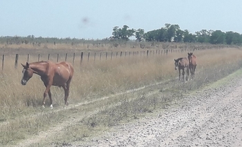 Imagen de la nota: Lo infraccionaron por dejar caballos sueltos en la vía pública