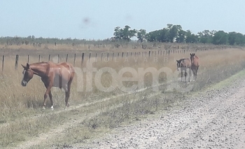 Imagen de la nota: Lo infraccionaron por dejar caballos sueltos en la vía pública