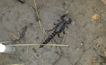 Encontraron un alacrán en cercanías a La Máxima Imagen de la nota: Encontraron un alacrán en cercanías a La Máxima