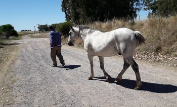 Fue infraccionado por dejar un caballo suelto Imagen de la nota: Fue infraccionado por dejar un caballo suelto