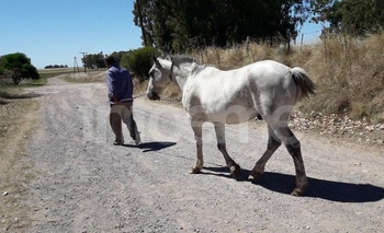 Imagen de la nota: Fue infraccionado por dejar un caballo suelto