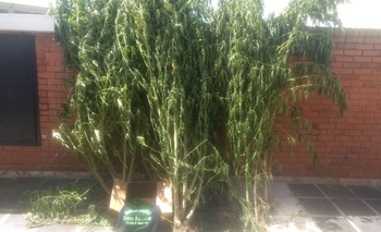 Imagen de la nota: Secuestraron 11 plantas de marihuana  en allanamiento