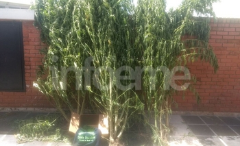 Imagen de la nota: Secuestraron 11 plantas de marihuana  en allanamiento