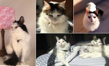 Imagen de la nota: Hoy se celebra el Día Internacional del gato