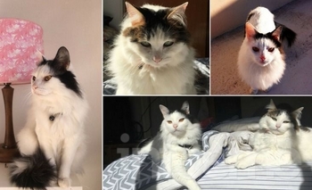 Imagen de la nota: Hoy se celebra el Día Internacional del gato